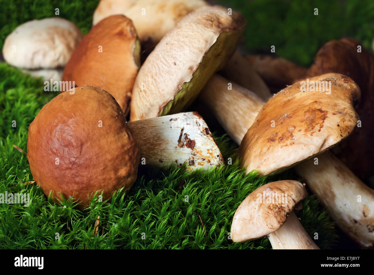 A bunch of mushrooms (porcini) on moss Stock Photo