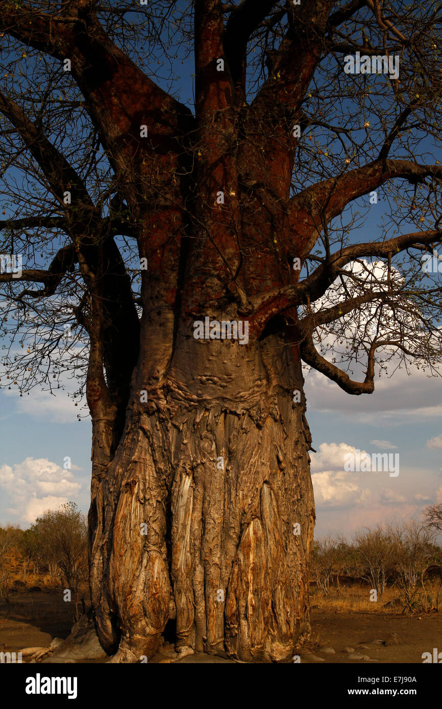 The rare sight of a fruit laden Baobab tree, Baobabs are one of the only trees that do not die if ring barked as they hold water Stock Photo