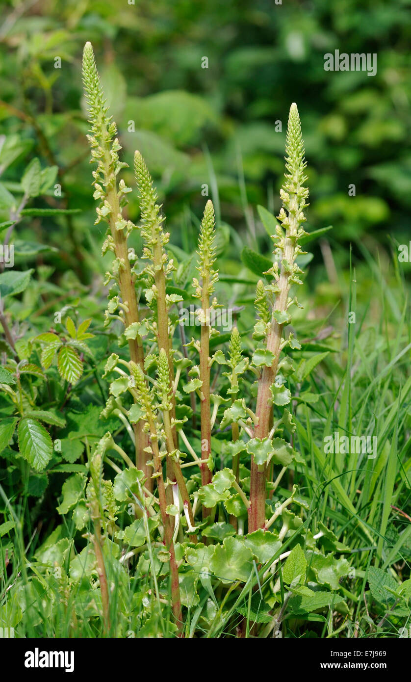 Navelwort - Umbilicus rupestris New flower spikes in grass Stock Photo