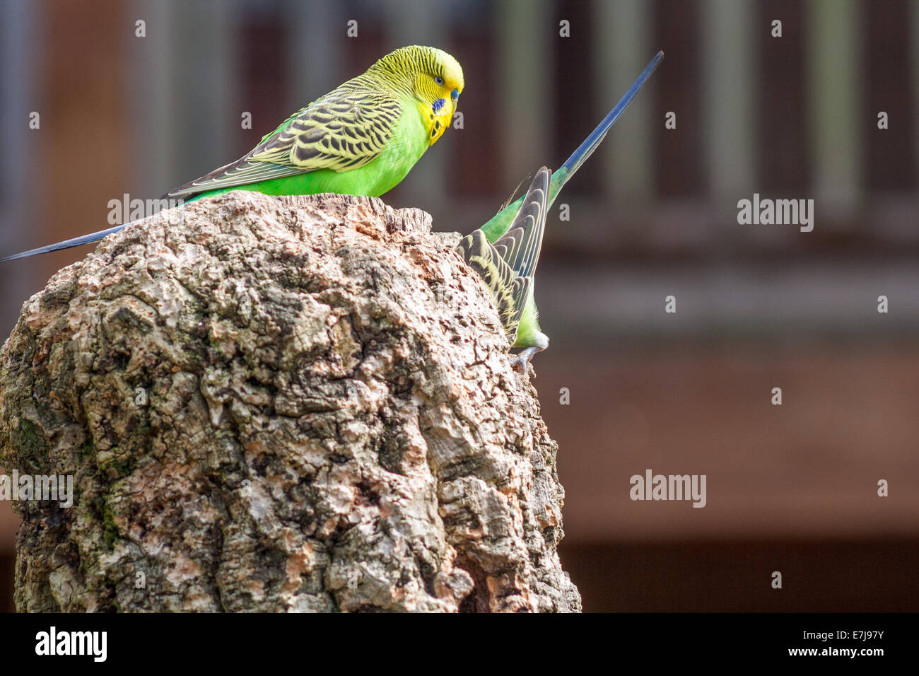 Budgerigar couple, common pet parakeet in a nest Stock Photo