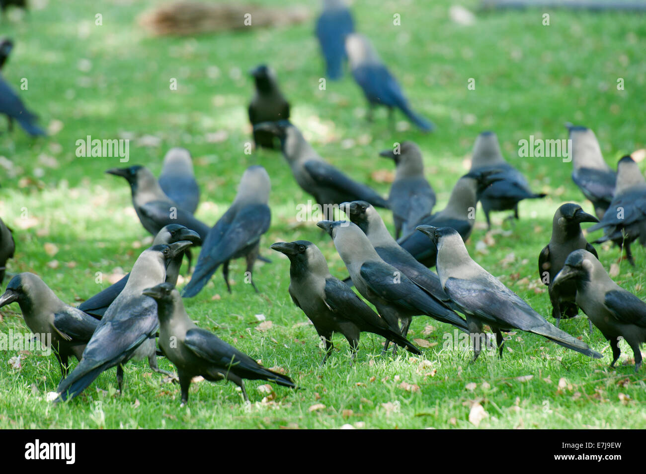 House Crow, Corvus splendens, Corvidae, Jaipur, Rajasthan, India, Asia Stock Photo