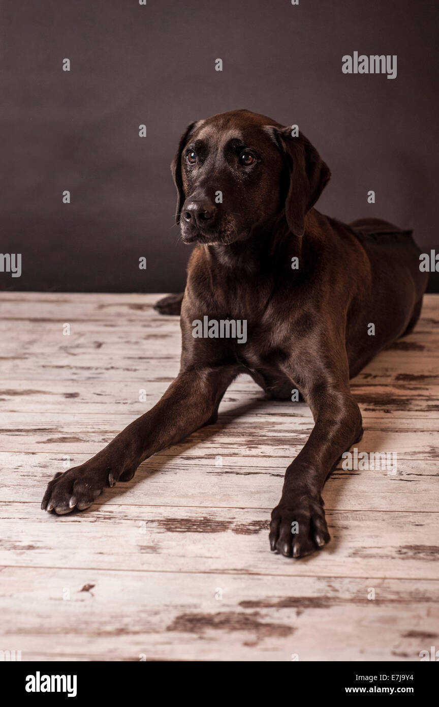 Reclining dark brown mixed-breed dog Stock Photo