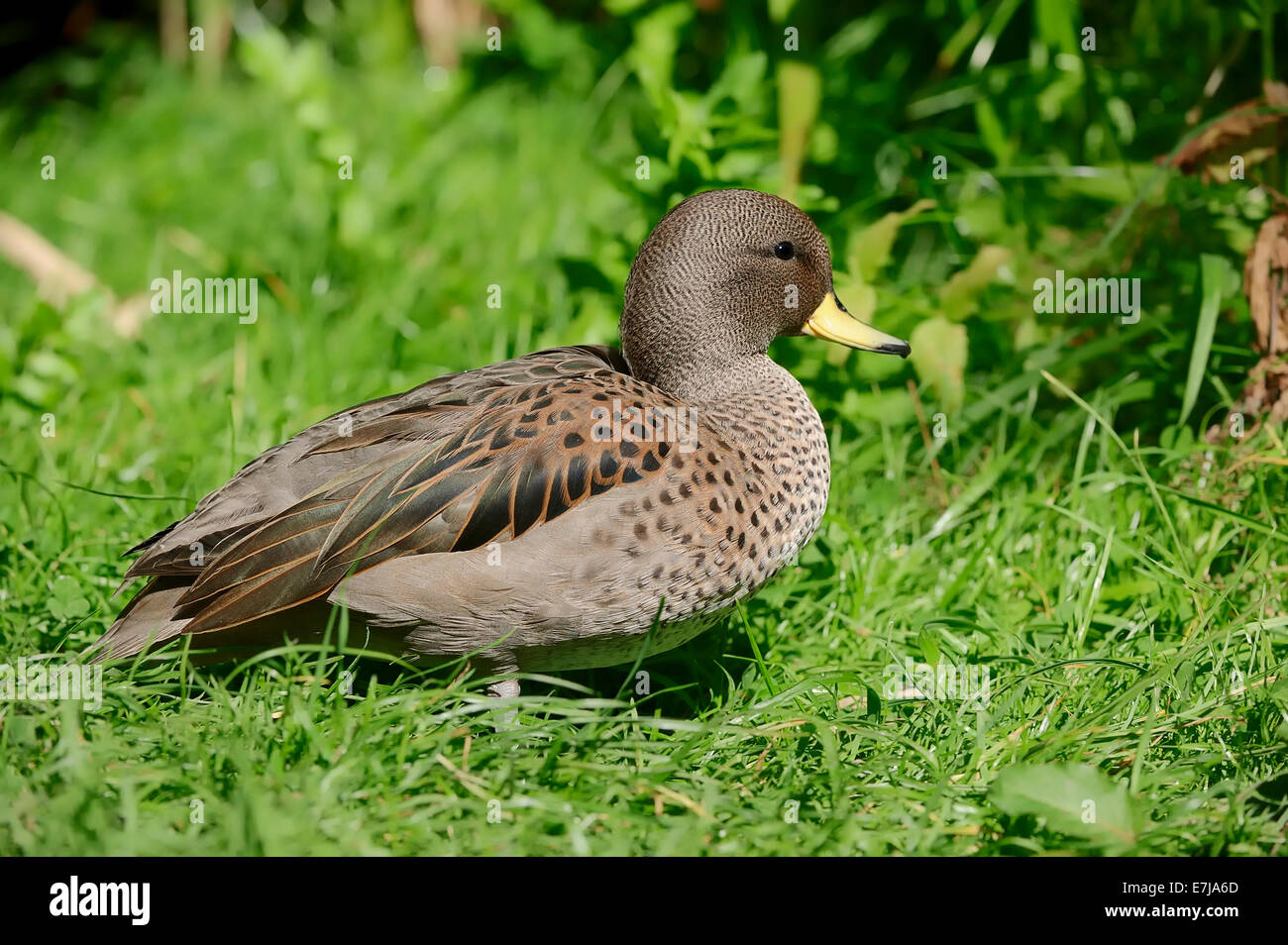 Chile-teal (Anas flavirostris), native to South America, captive, Germany Stock Photo
