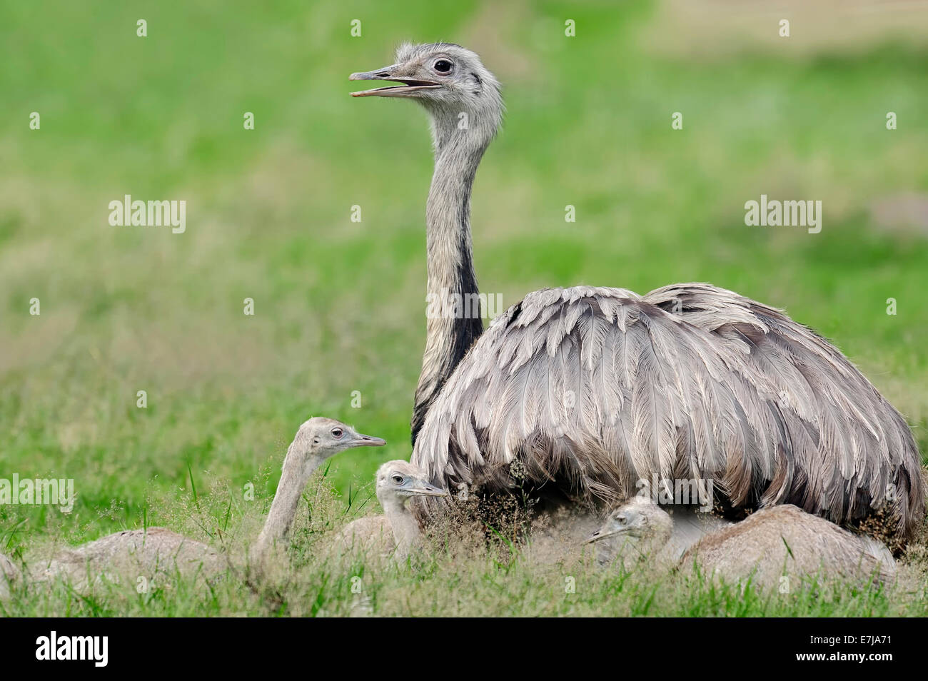 Nandu (Rhea americana), female with young birds, native to South America, captive, Germany Stock Photo