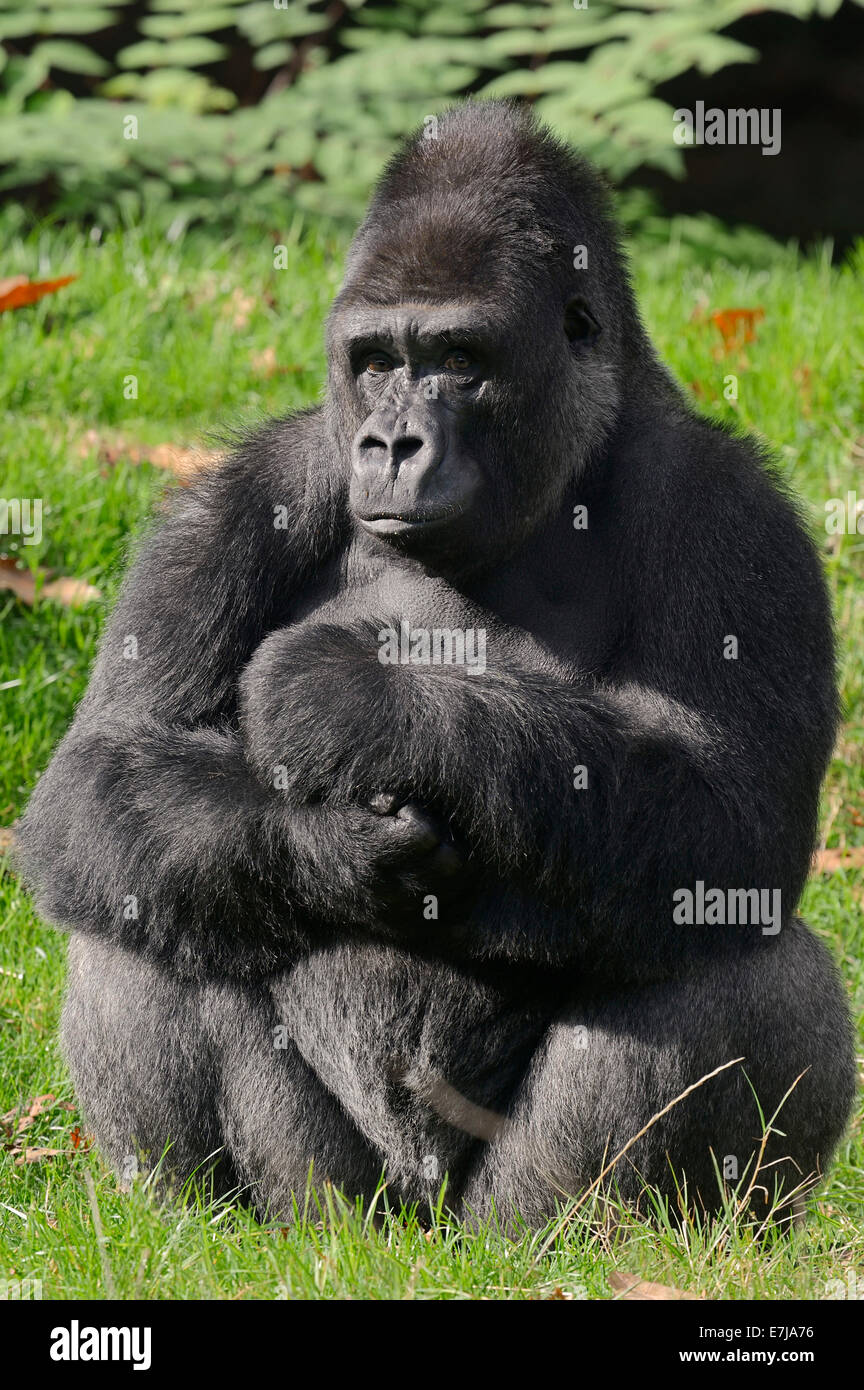 Western Lowland Gorilla (Gorilla gorilla gorilla), male, silverback, native to Africa, captive, Netherlands Stock Photo