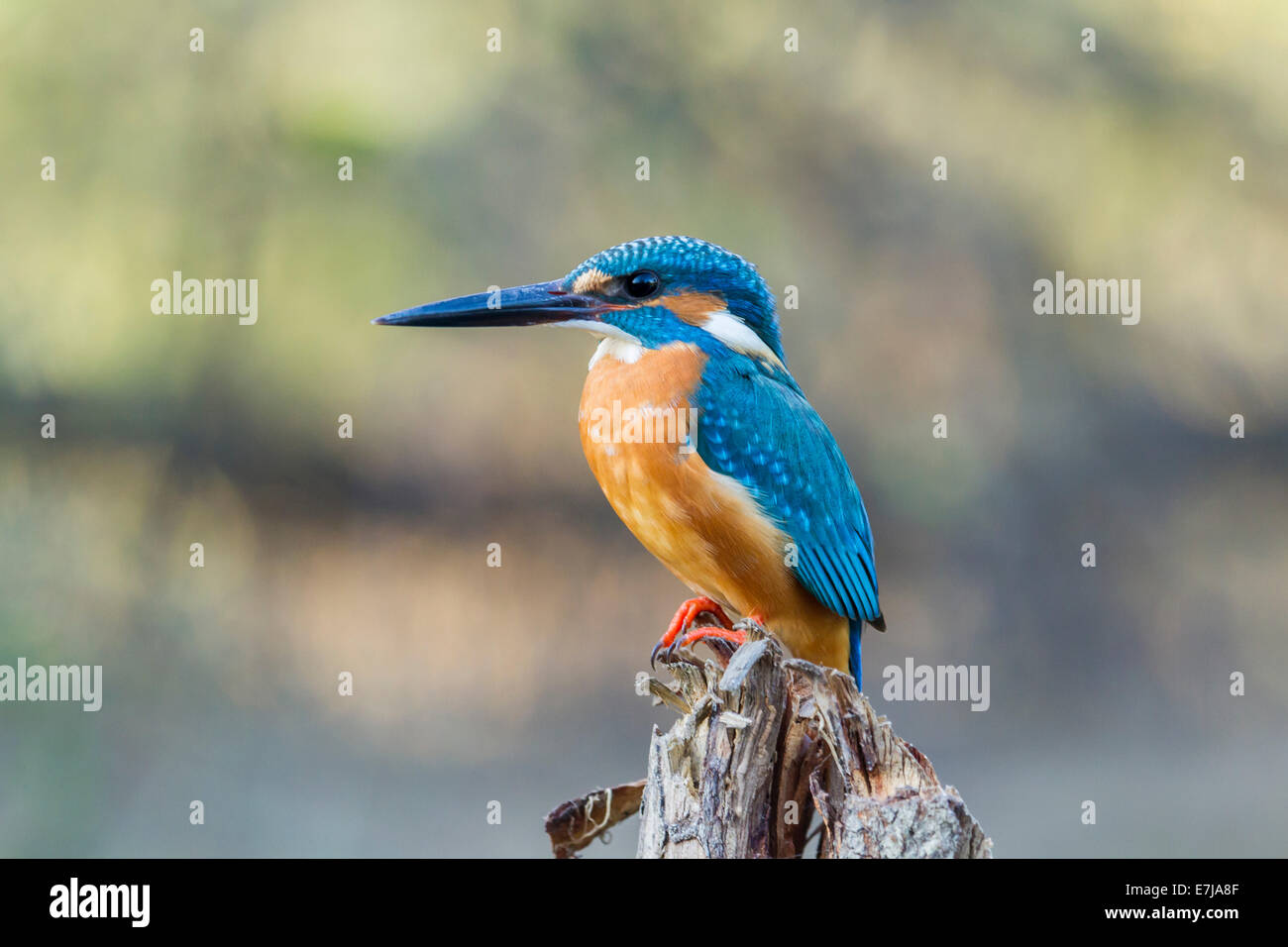 Kingfisher (Alcedo atthis), Keoladeo National Park, Rajasthan, India Stock Photo