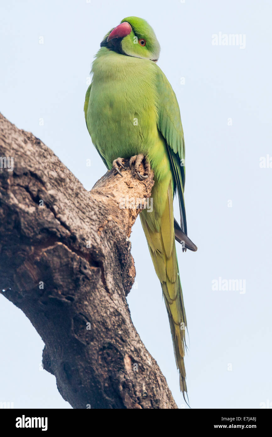 Indian Ringnecked Parakeet (Psittacula krameri manillensis), Keoladeo National Park, Rajasthan, India Stock Photo