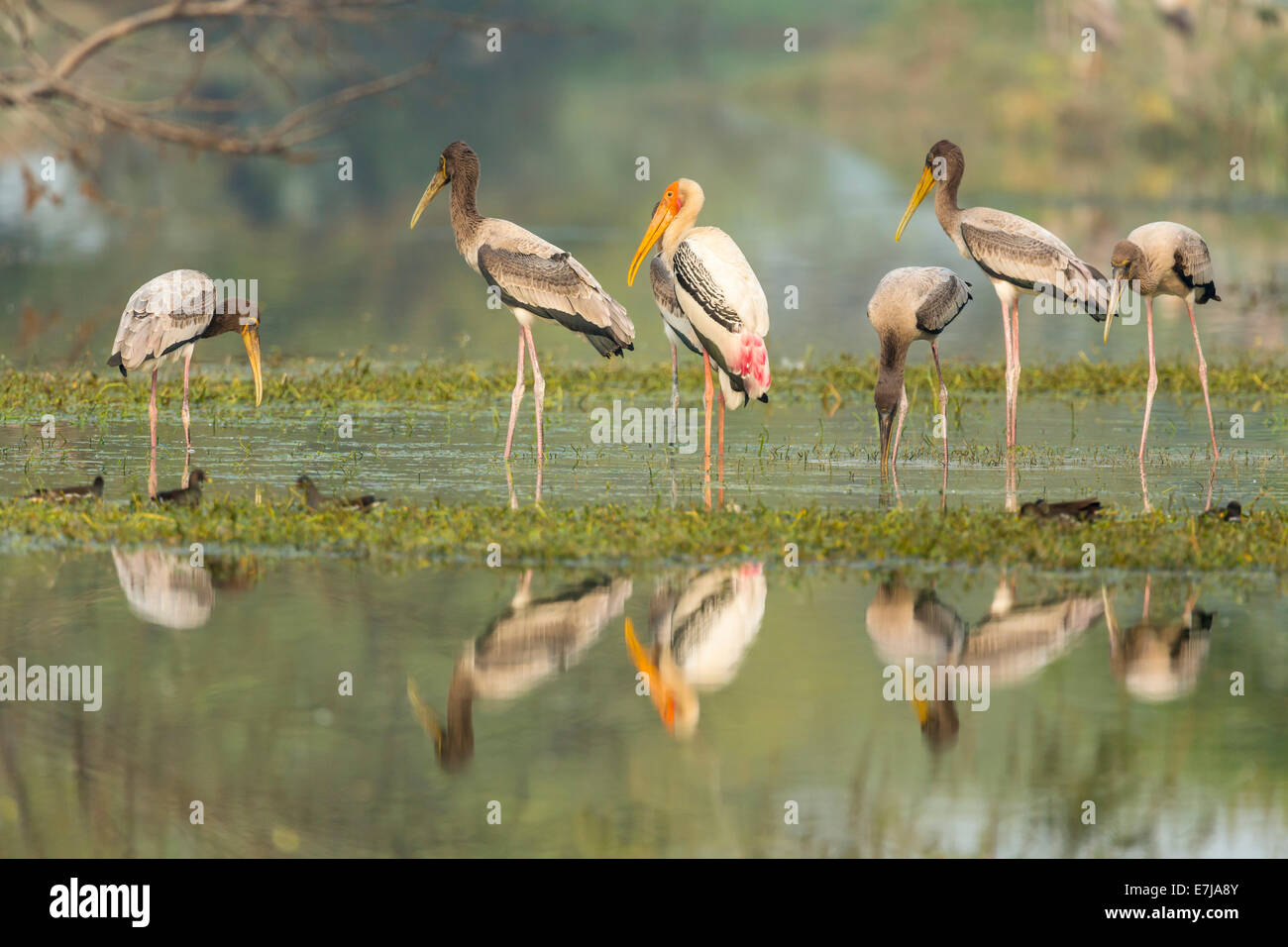 Painted Storks (Mycteria leucocephala), adult with young on the water, Keoladeo National Park, Rajasthan, India Stock Photo