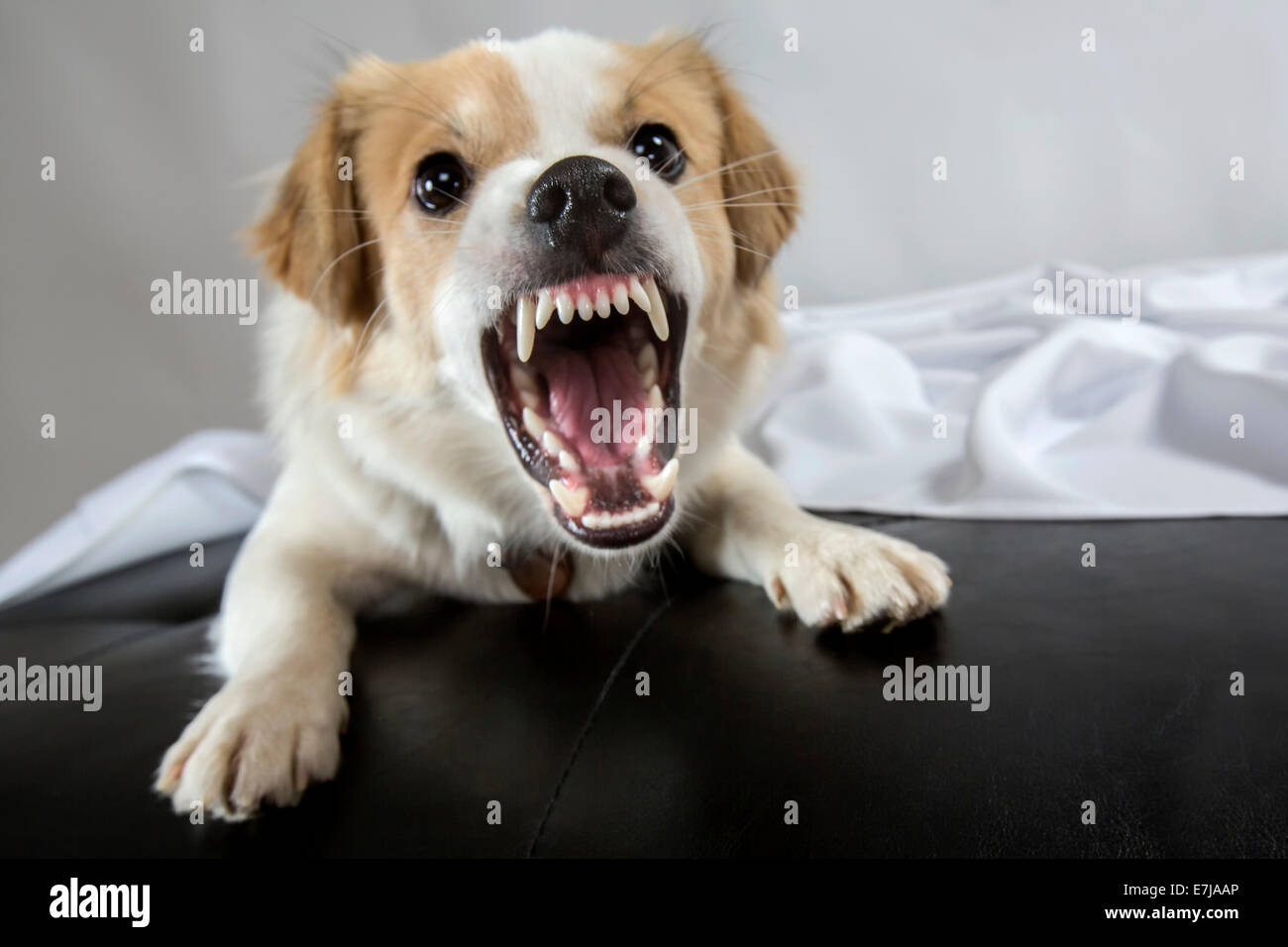Jack Russell Terrier mix baring its teeth Stock Photo