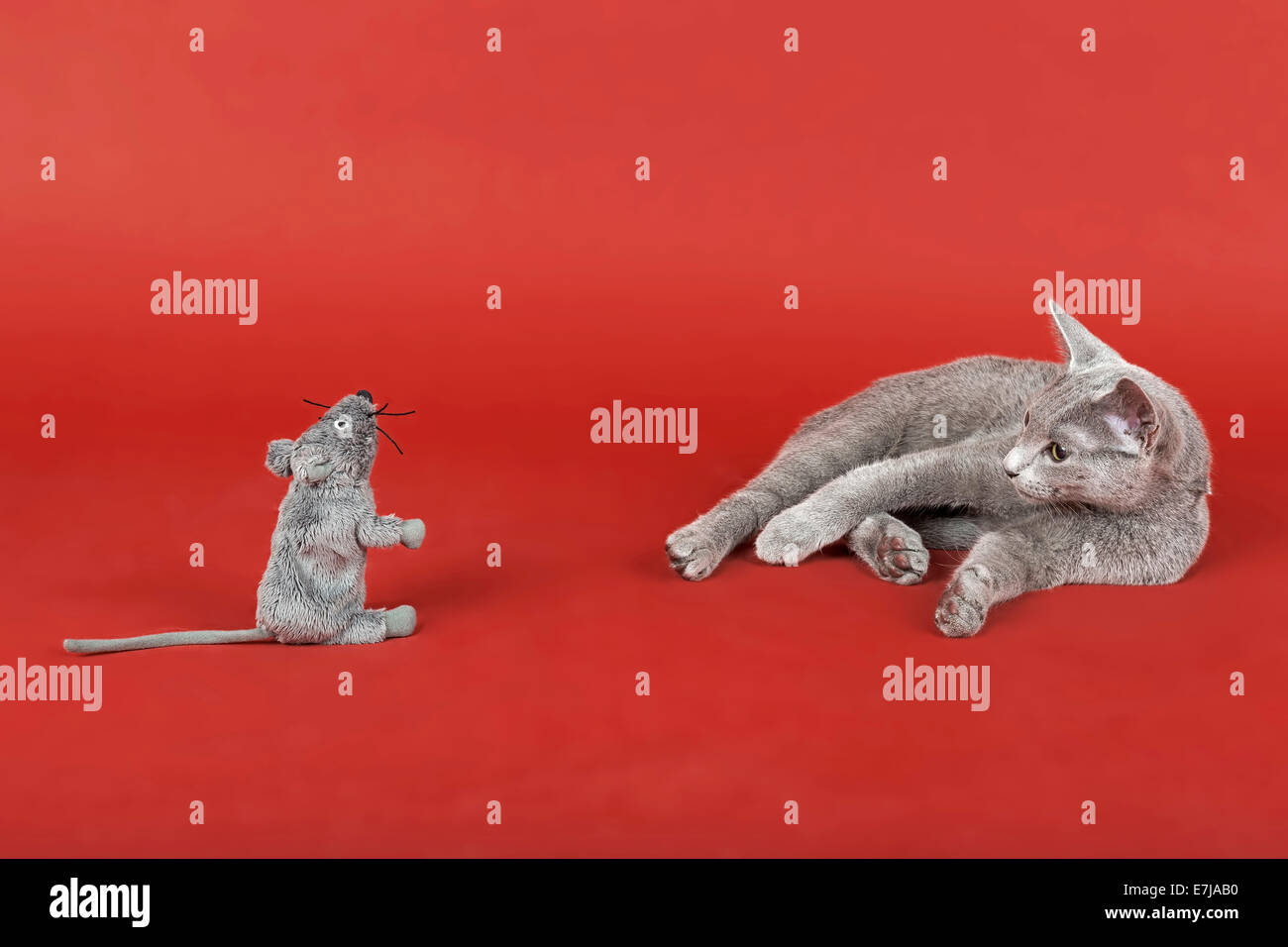 Russian Blue cat, kitten, 20 weeks, with toy mouse Stock Photo Alamy