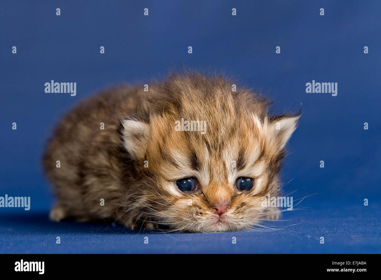 Persian kitten, Golden Tortie Shaded, with nose Stock Photo - Alamy