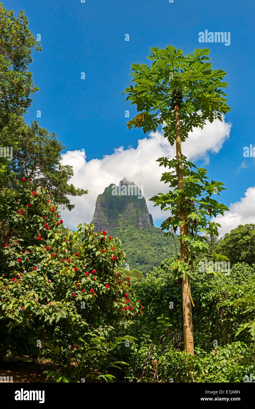 Lush vegetation with flowers and papayas in front of volcano Mont Tohiea, Mo&#39;orea, French Polynesia Stock Photo