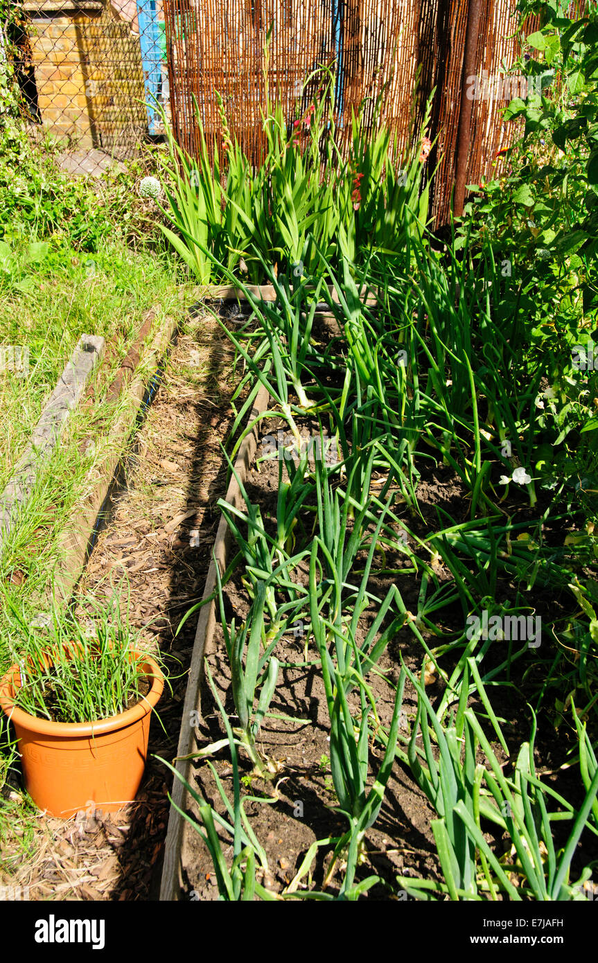 Allotments,Vegetable Patch,Gardening,Growing Fruit,Green Vegetables,Council land, Occupiers,Past time,Hobby,Sustenance,London,UK Stock Photo