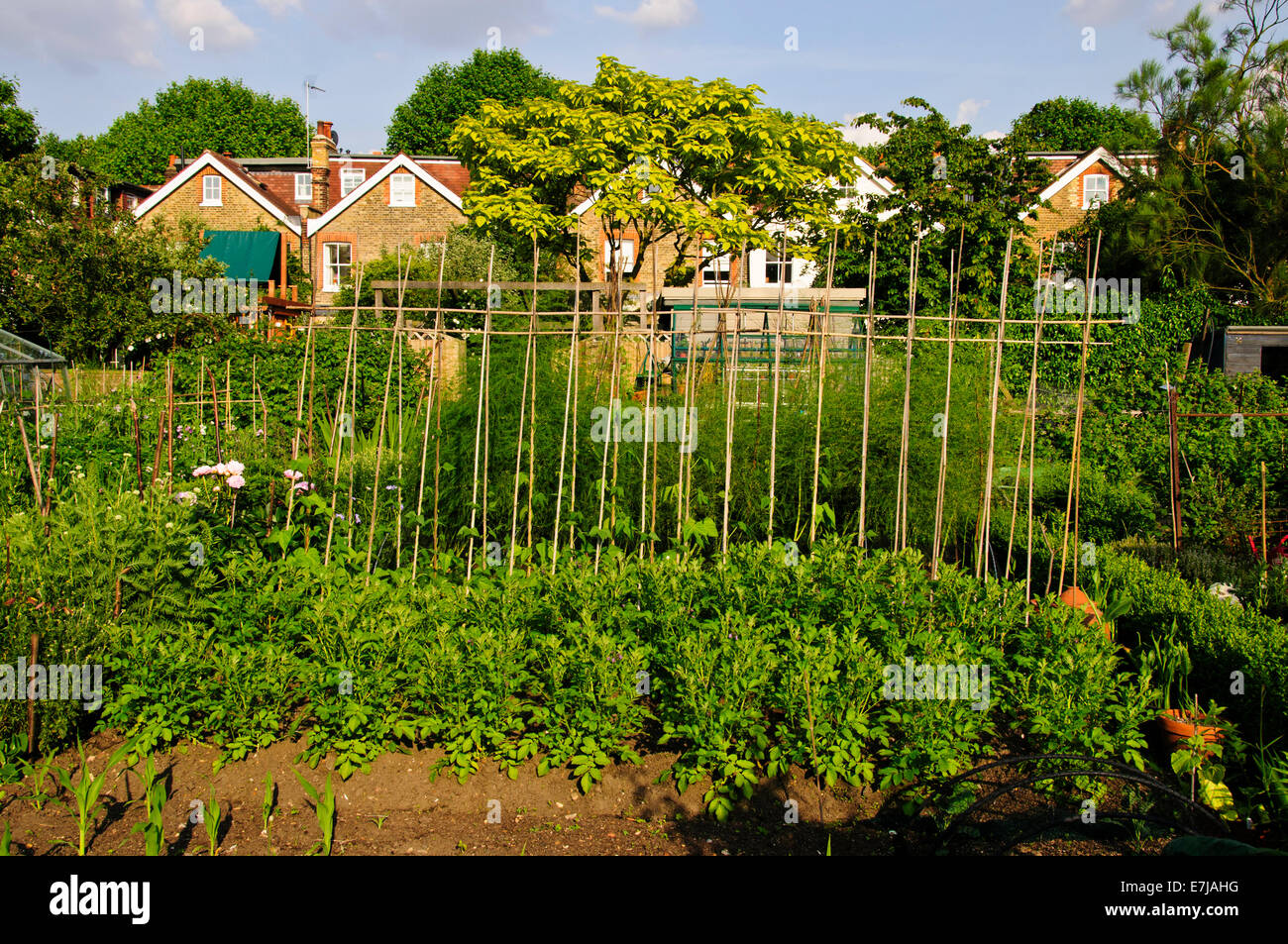 Allotments,Vegetable Patch,Gardening,Growing Fruit,Green Vegetables,Council land, Occupiers,Past time,Hobby,Sustenance,London,UK Stock Photo