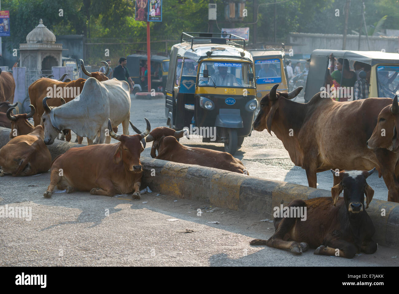 Cattle on the street, Bhavnagar, Gujarat, India Stock Photo Alamy