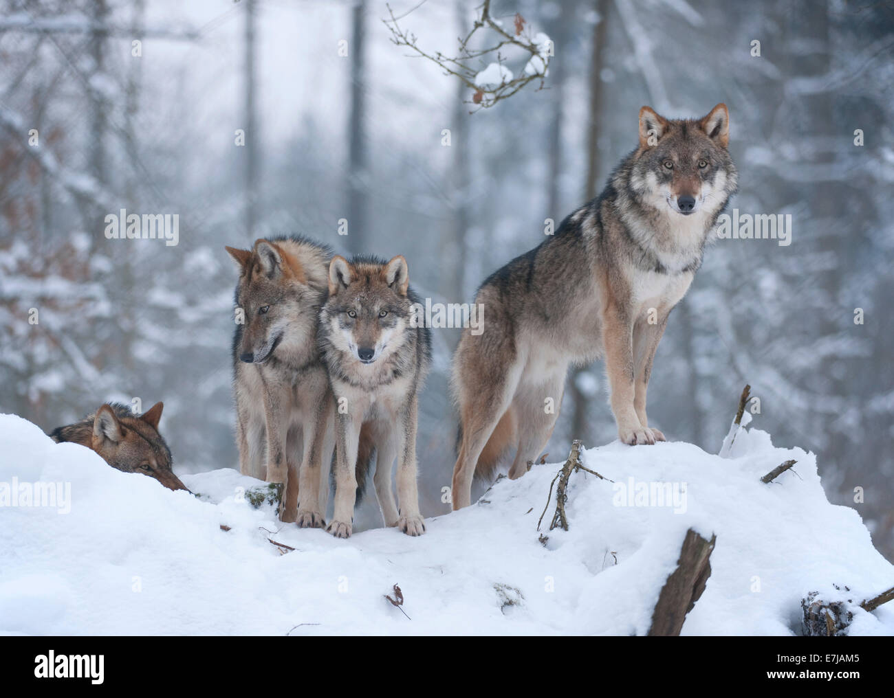 Grey Wolves (Canis lupus), two juveniles and one adult animal, standing in the snow, captive, Bavaria, Germany Stock Photo