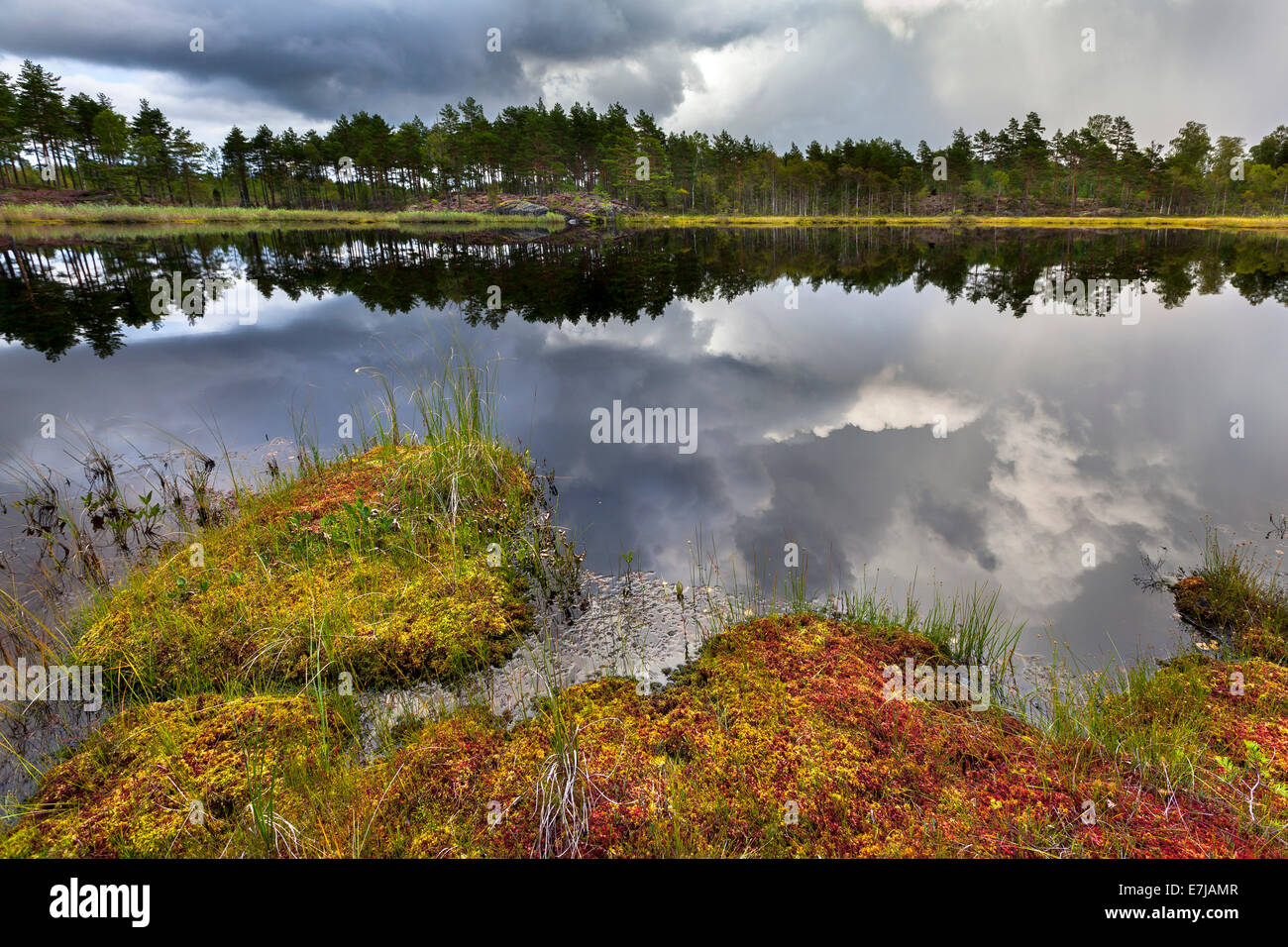 Näveretjärn Lake, Tresticklan National Park, Dalsland, Västra Götaland ...