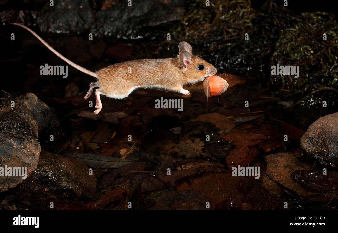 Jumping mouse hi-res stock photography and images - Alamy