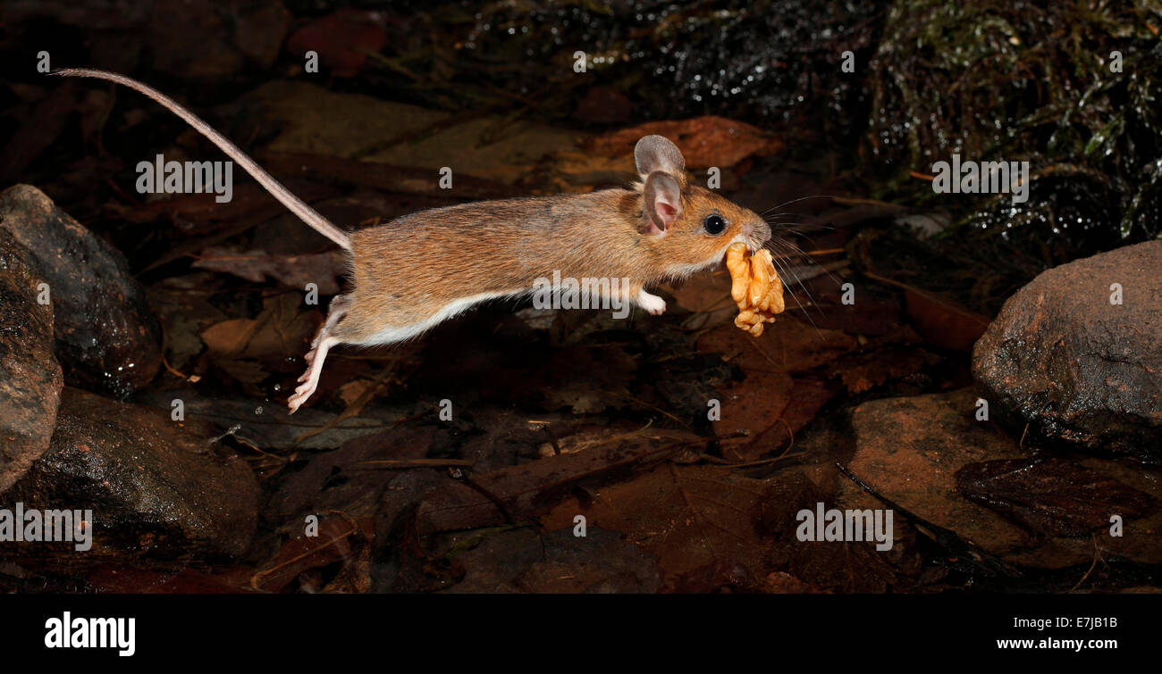 Jumping mouse hi-res stock photography and images - Alamy