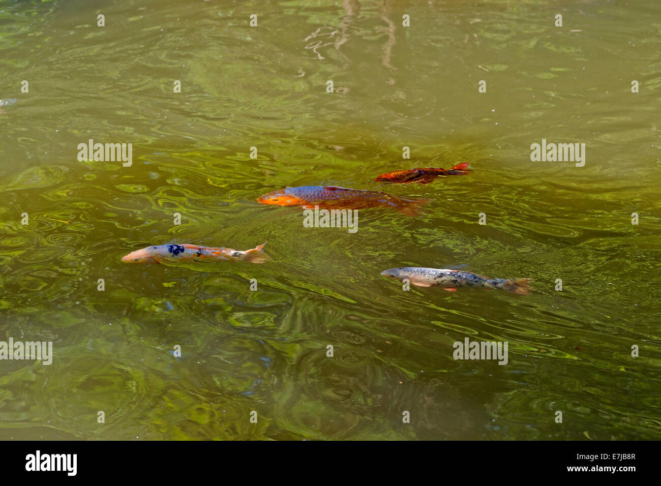 Kaiserslautern High Resolution Stock Photography And Images Alamy