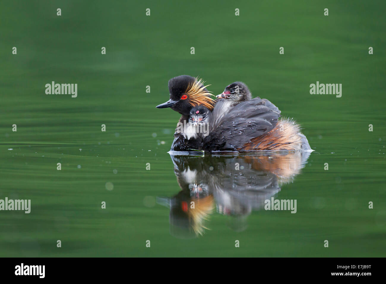 Black-necked Grebe (Podiceps nigricollis), female with chick, Bavaria, Germany Stock Photo