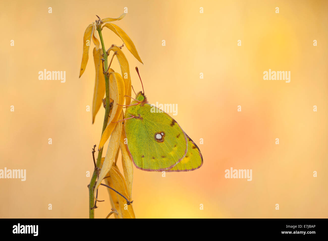 Dark Clouded Yellow (Colias croceus), Thuringia, Thuringian Forest, Germany Stock Photo