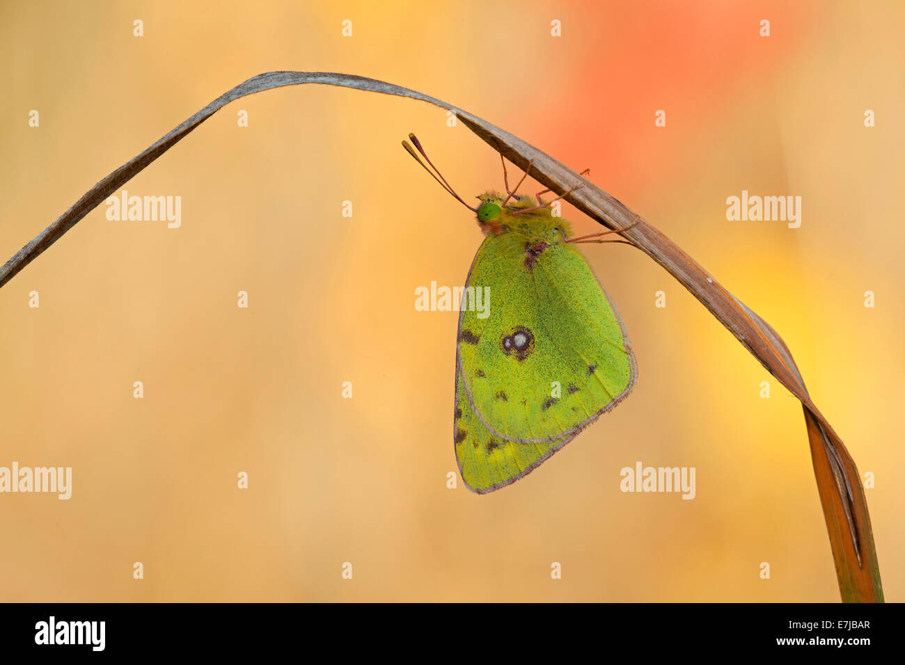 Pale Clouded Yellow (Colias hyale), Thuringia, Thuringian Forest, Germany Stock Photo