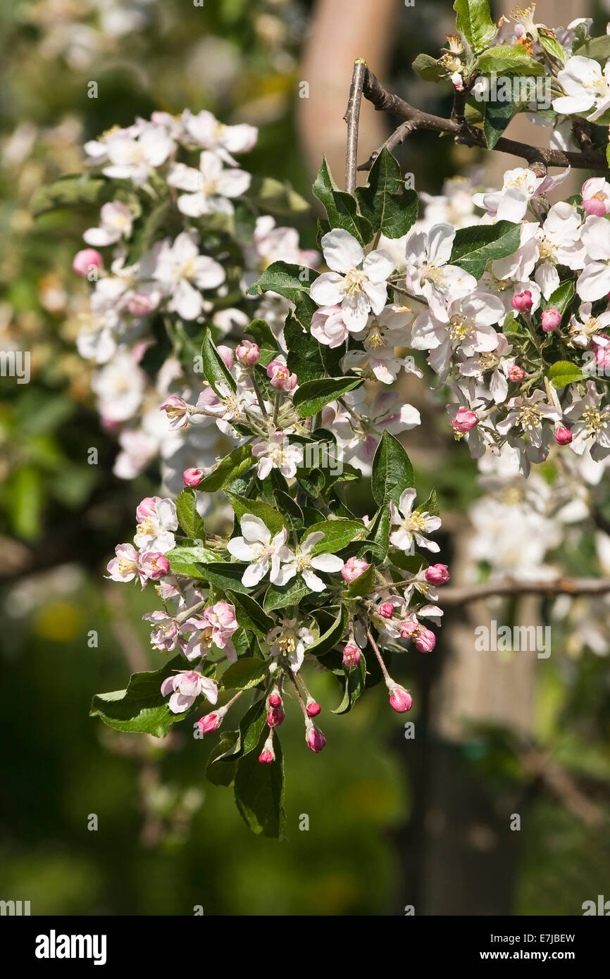 Old land, country, cultivation, apple blossoms, apple trees, tree blossom, blossom, blossoms, flourish, FRG, federal republic, G Stock Photo