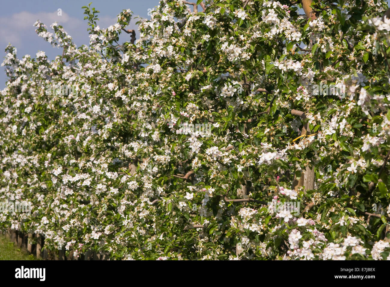 Old land, country, cultivation, apple blossoms, apple trees, tree blossom, blossom, blossoms, flourish, FRG, federal republic, G Stock Photo