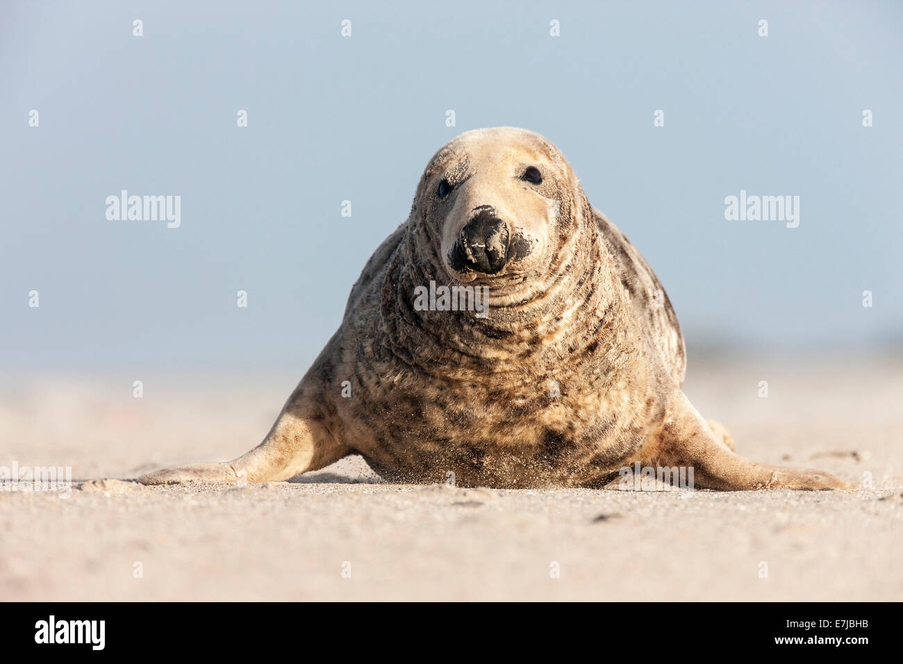 Grey Seal (Halichoerus grypus), male, Heligoland Düne, Schleswig-Holstein, Germany Stock Photo