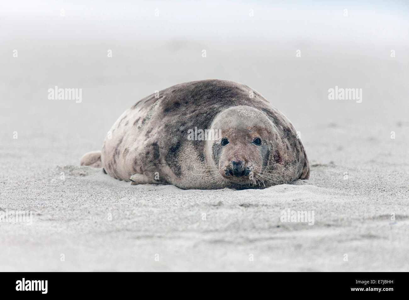 Grey Seal (Halichoerus grypus), Heligoland Düne, Schleswig-Holstein, Germany Stock Photo