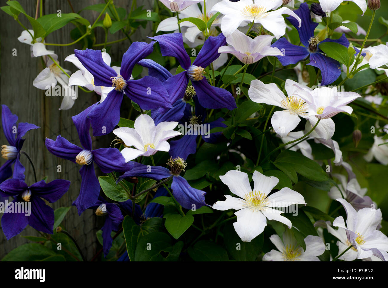 White and purple Clematis, Quebec, Canada Stock Photo