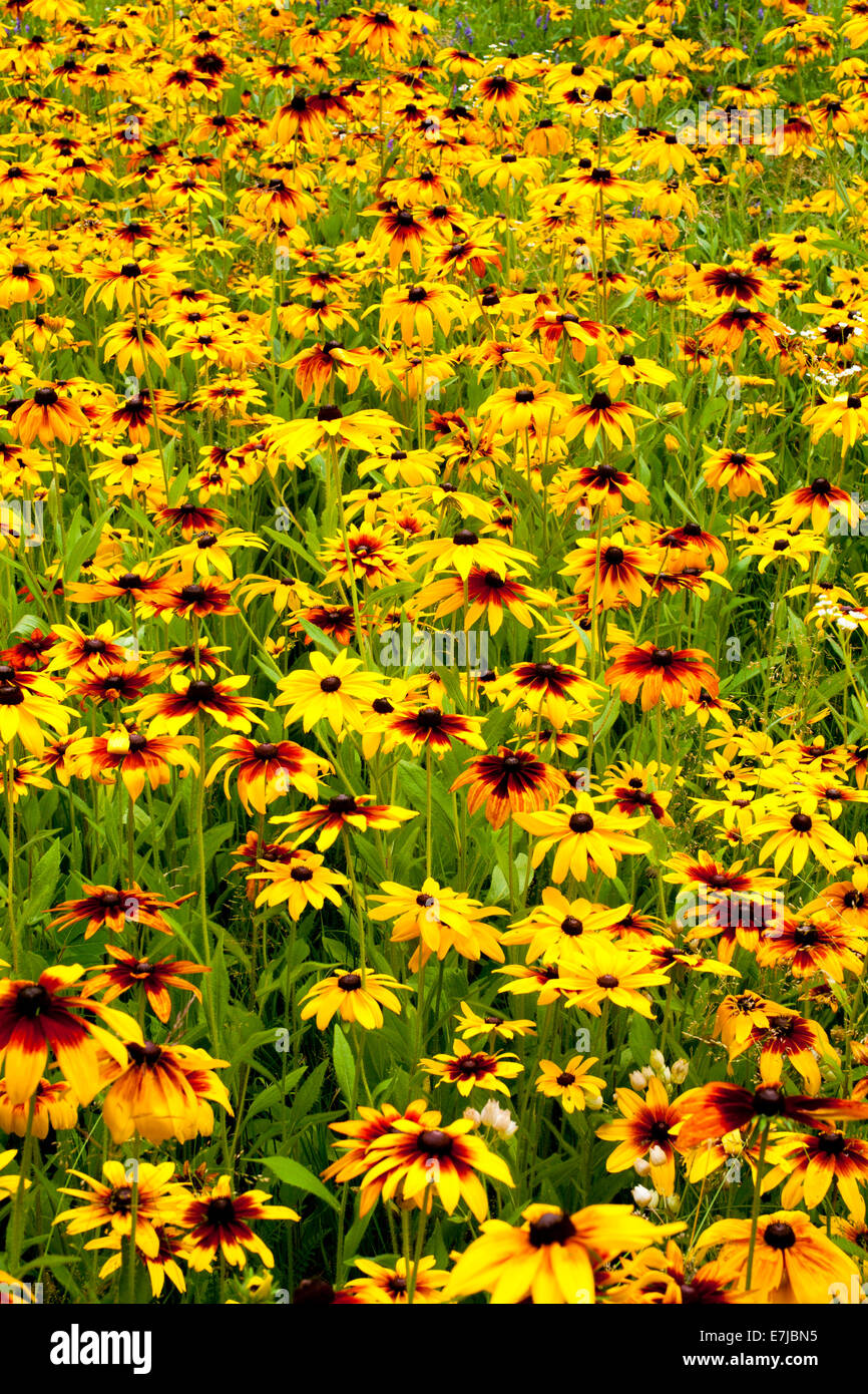 Orange Coneflowers (Rudbeckia fulgida), Quebec, Canada Stock Photo Alamy