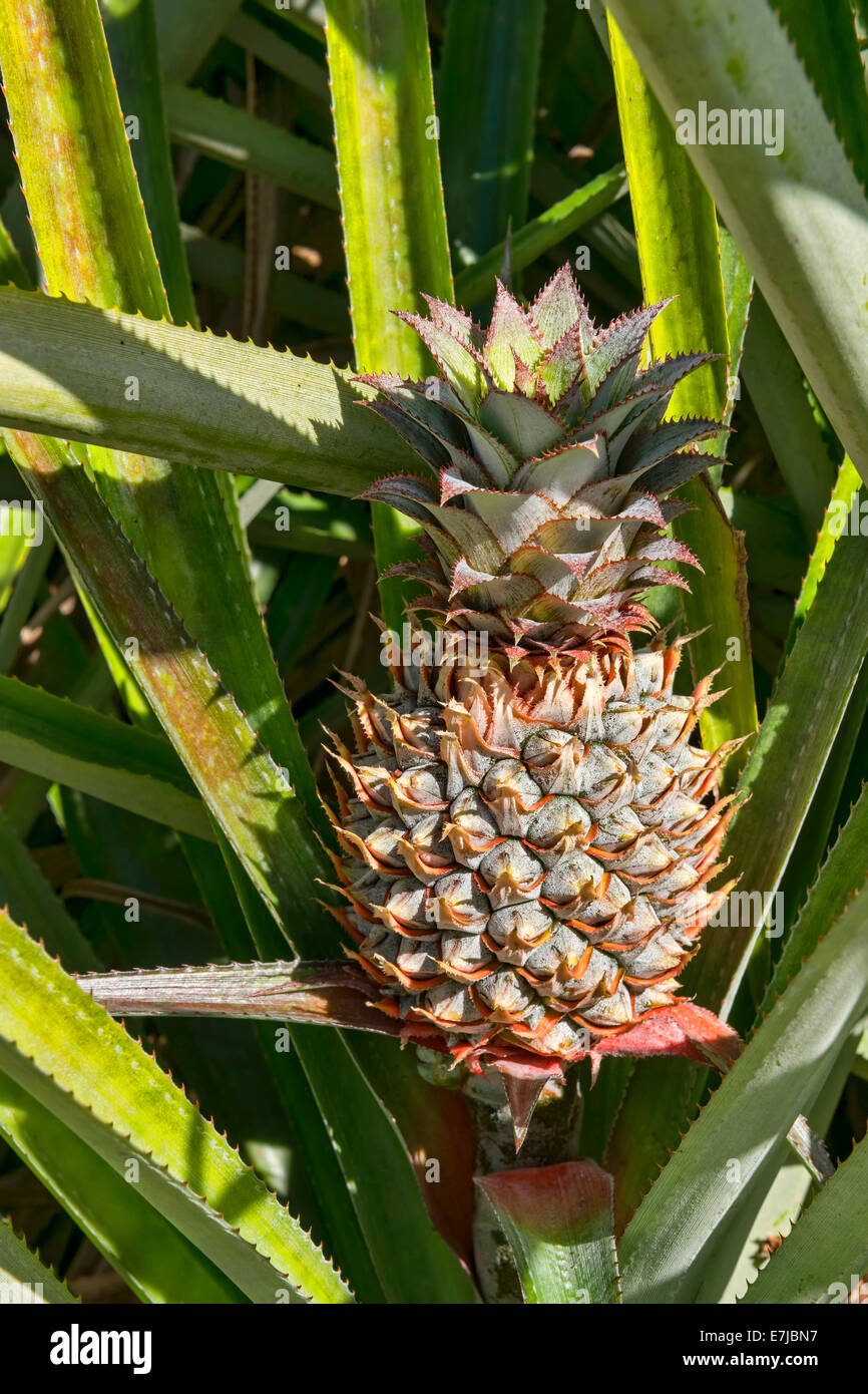 Hawaiian pineapple (Ananas sp.), Mo&#39;orea, French Polynesia Stock Photo