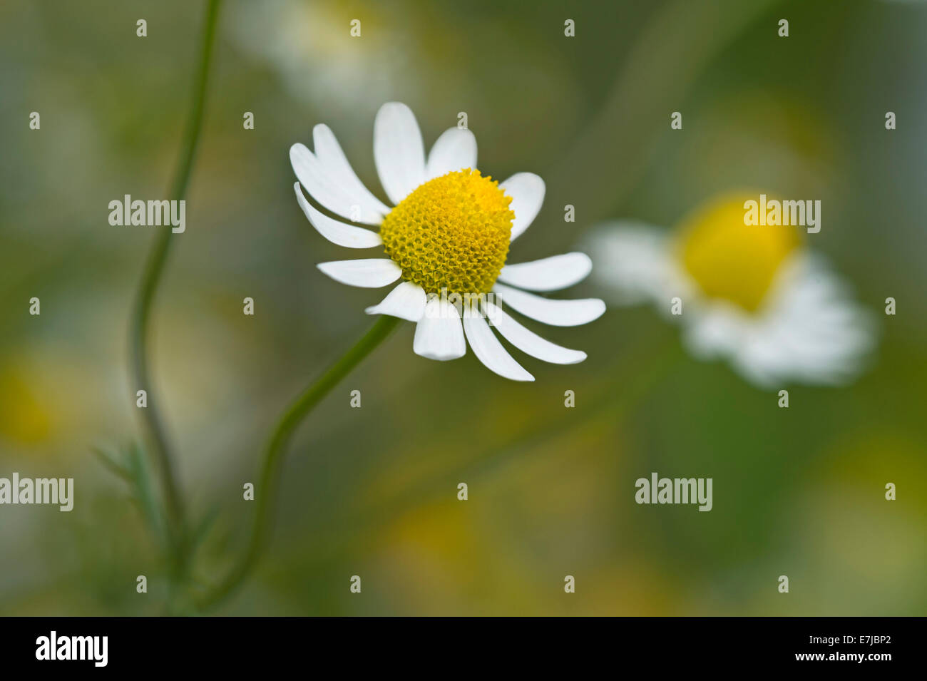 Chamomile (Matricaria chamomilla), flower, Switzerland Stock Photo Alamy