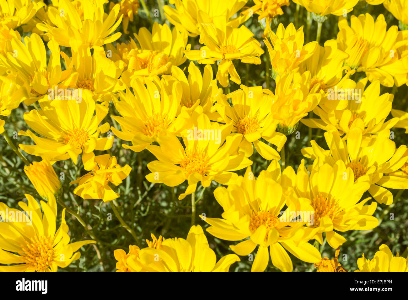 Yellow flowers, Haplopappus acaulis, Chile Stock Photo