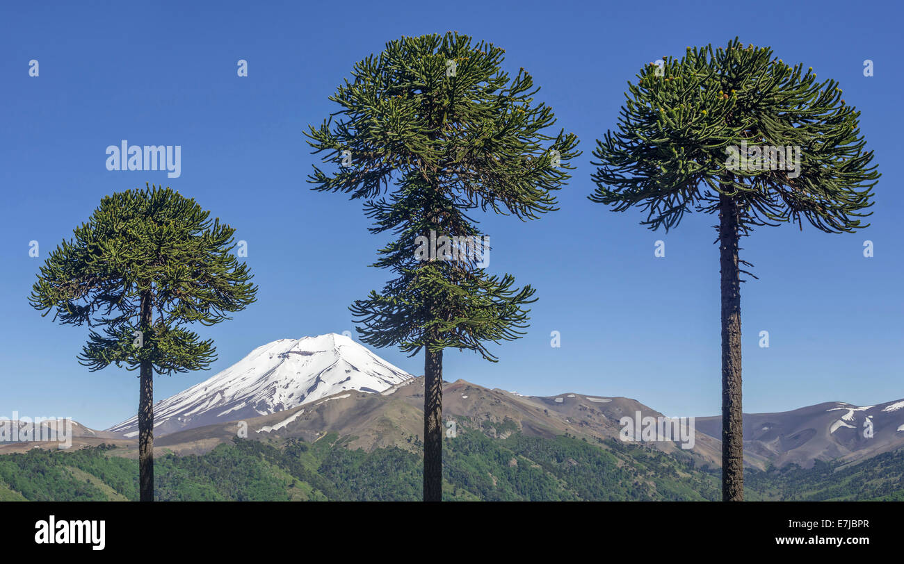 Chilean Araucaria (Araucaria araucana) and Lonquimay volcano, Lonquimay, Araucanía Region, Chile Stock Photo