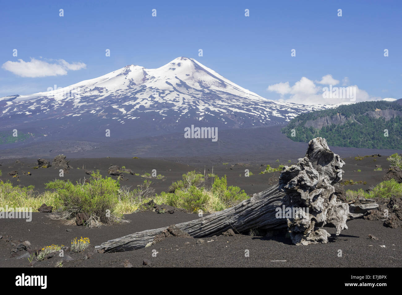 Dead tree and the volcano Llaima at the back, Conguillío National Park, Melipeuco, Araucanía Region, Chile Stock Photo