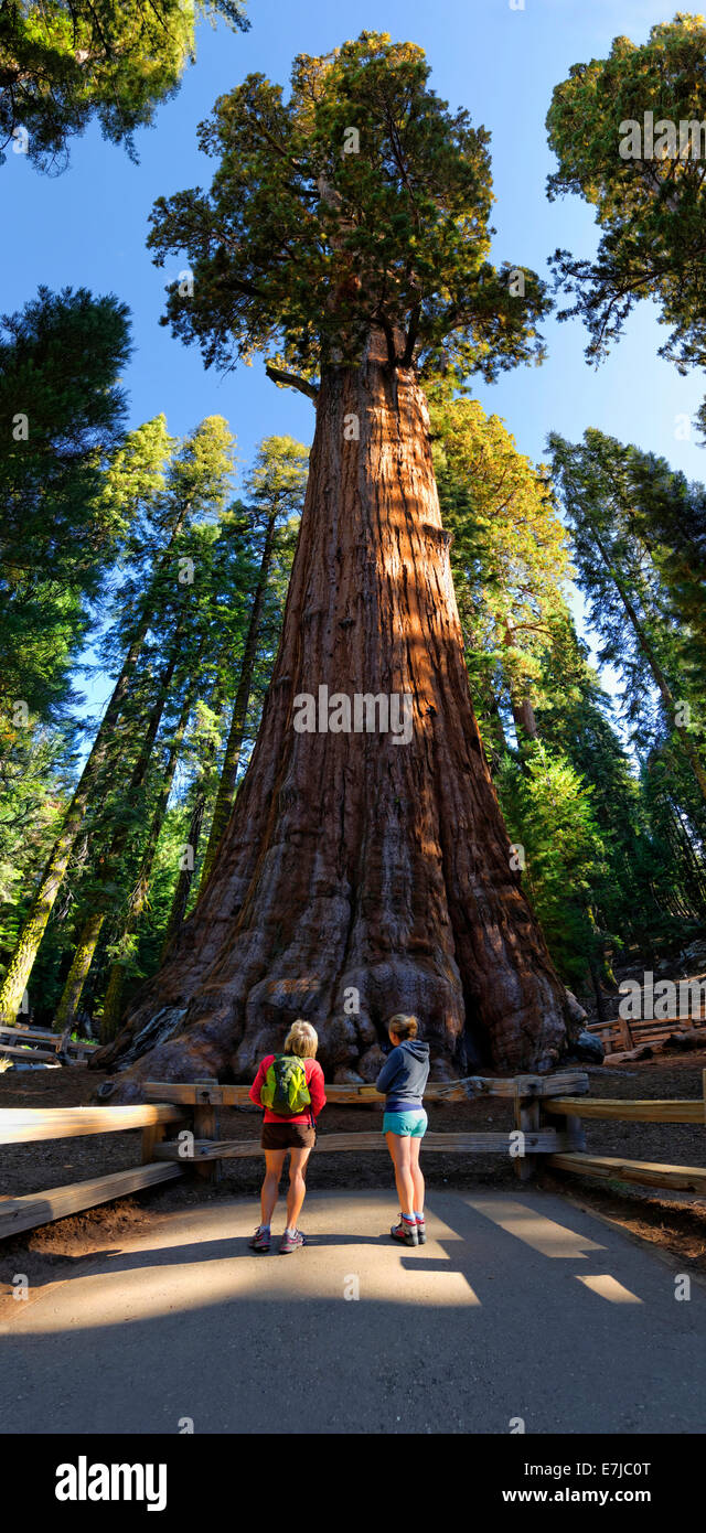 Giant sequoia General Sherman (Sequoiadendron giganteum), in front two visitors, Giant Forest, Sequoia National Park, California Stock Photo