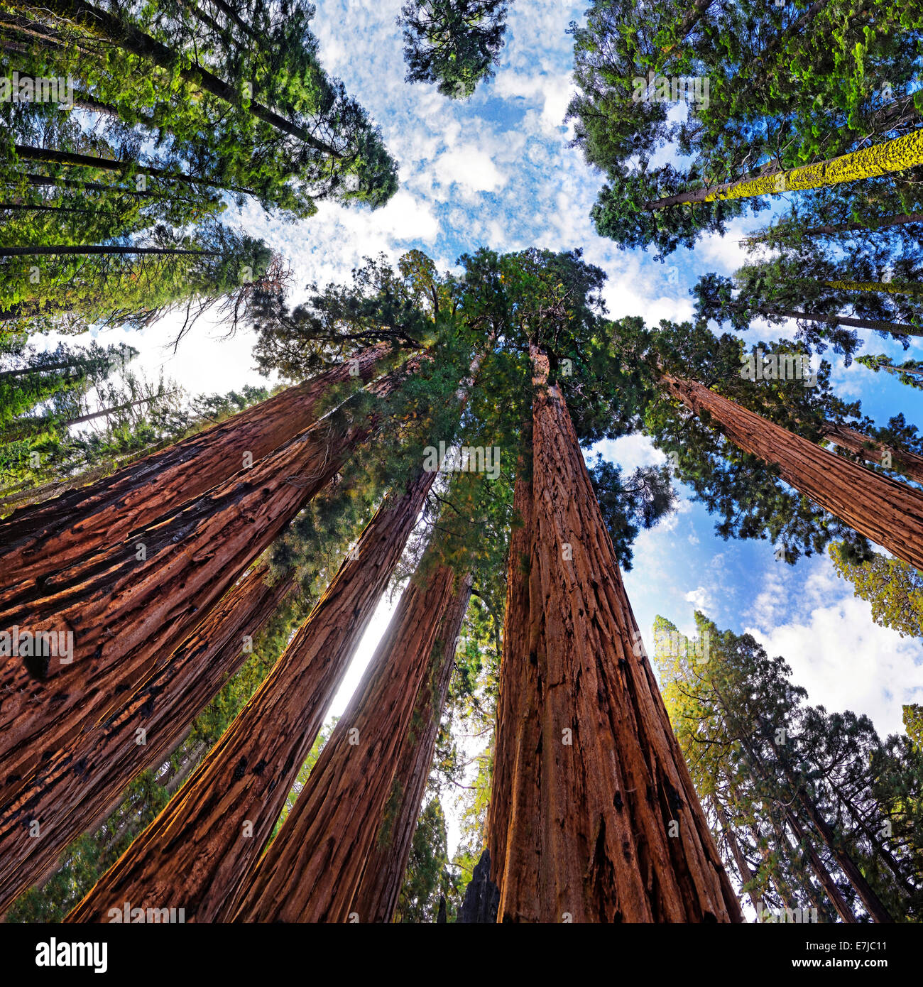 Giant sequoia trees (Sequoiadendron giganteum), frog perspective, the Giant Forest, Sequoia National Park, California Stock Photo