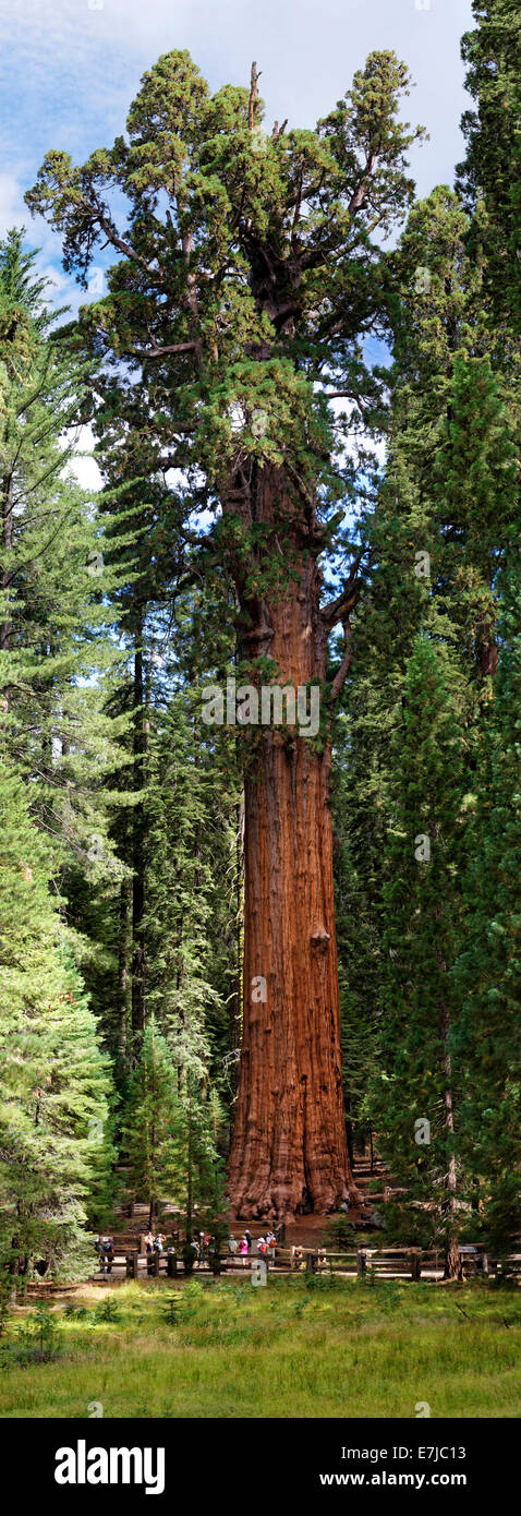 Giant sequoia General Sherman (Sequoiadendron giganteum) in the Giant Forest, Sequoia National Park, California, United States Stock Photo