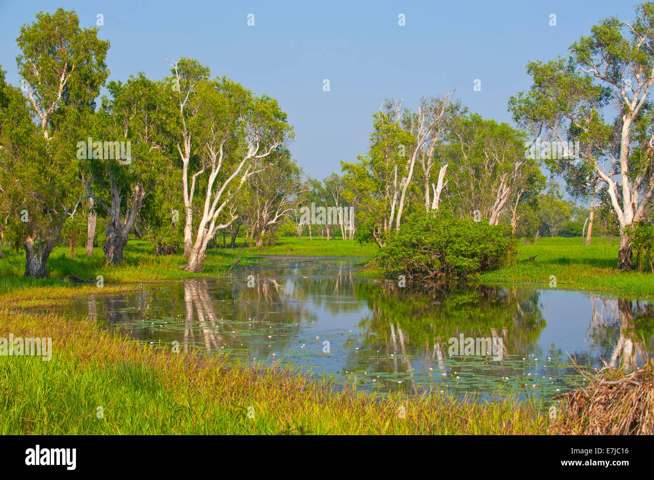 Trees along a river, Kakadu National Park, Northern Territory, Australia Stock Photo