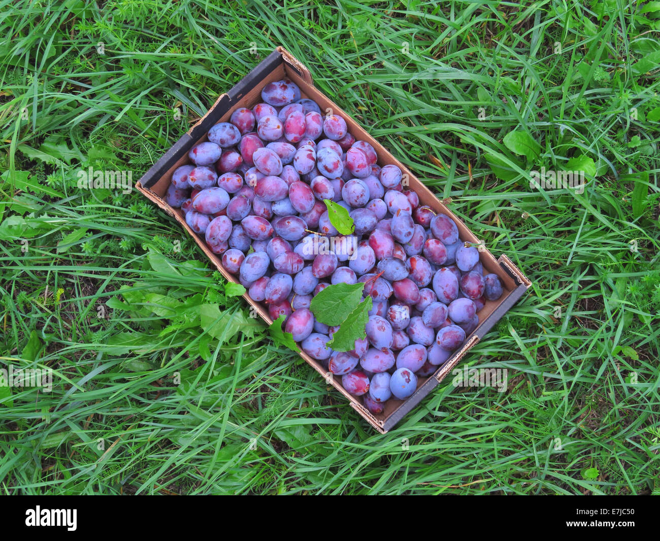 Fruits, fruit, stone fruit, plums, meadow, harvest, crop, fruit harvest, fruit box, grass Stock Photo
