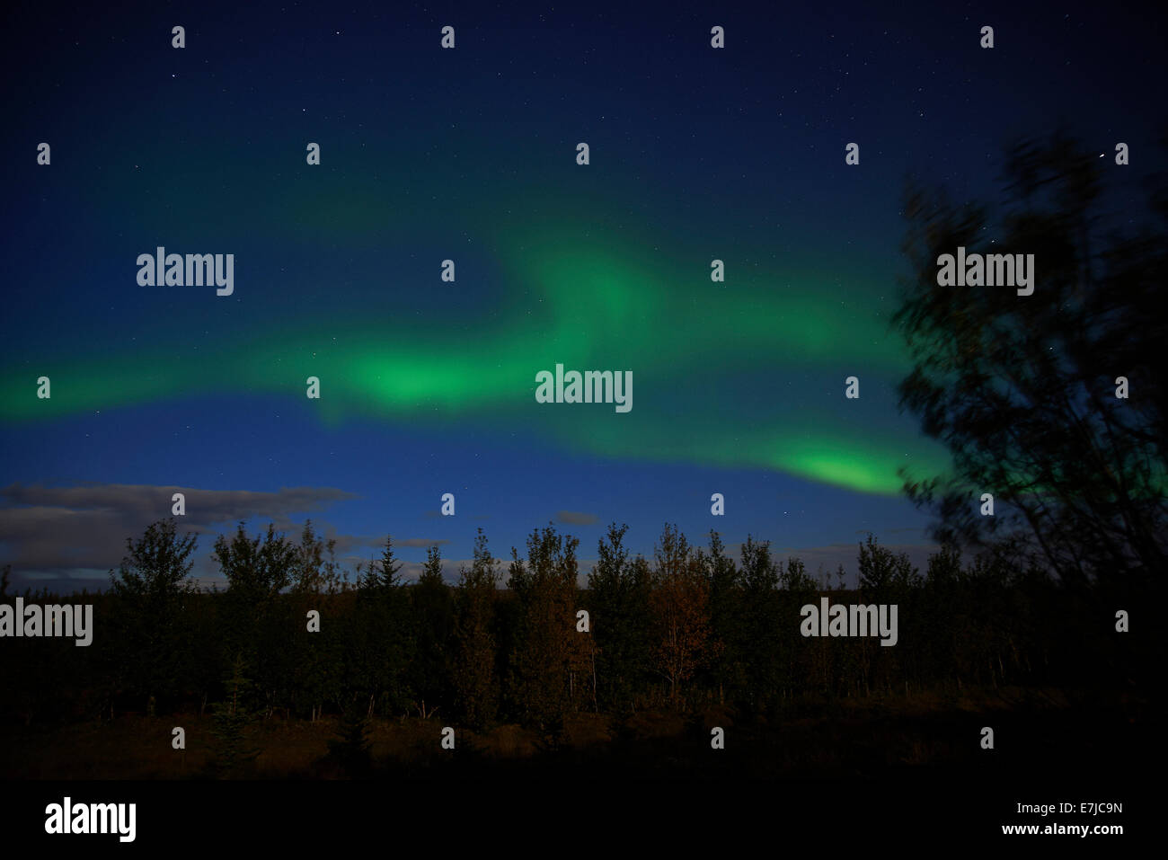 Iceland, night, northern lights, north light, Aurora borealis, wood, forest, Europe, holidays, travel, Stock Photo