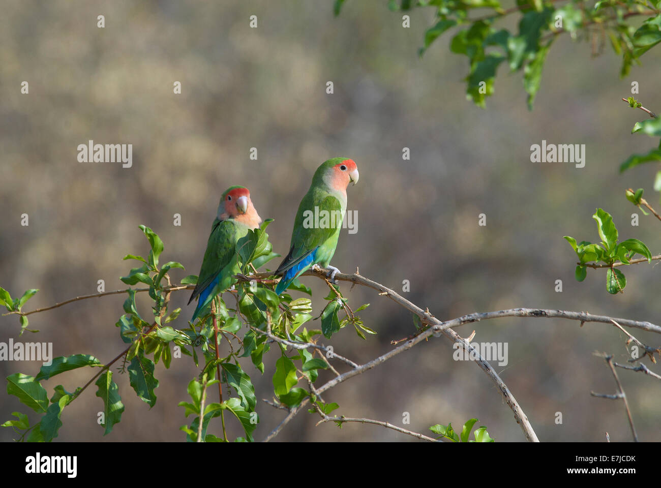 Africa, Erongo, Namibia, to parrots, Psittaciformes, shrubs, bushes, birds, Stock Photo