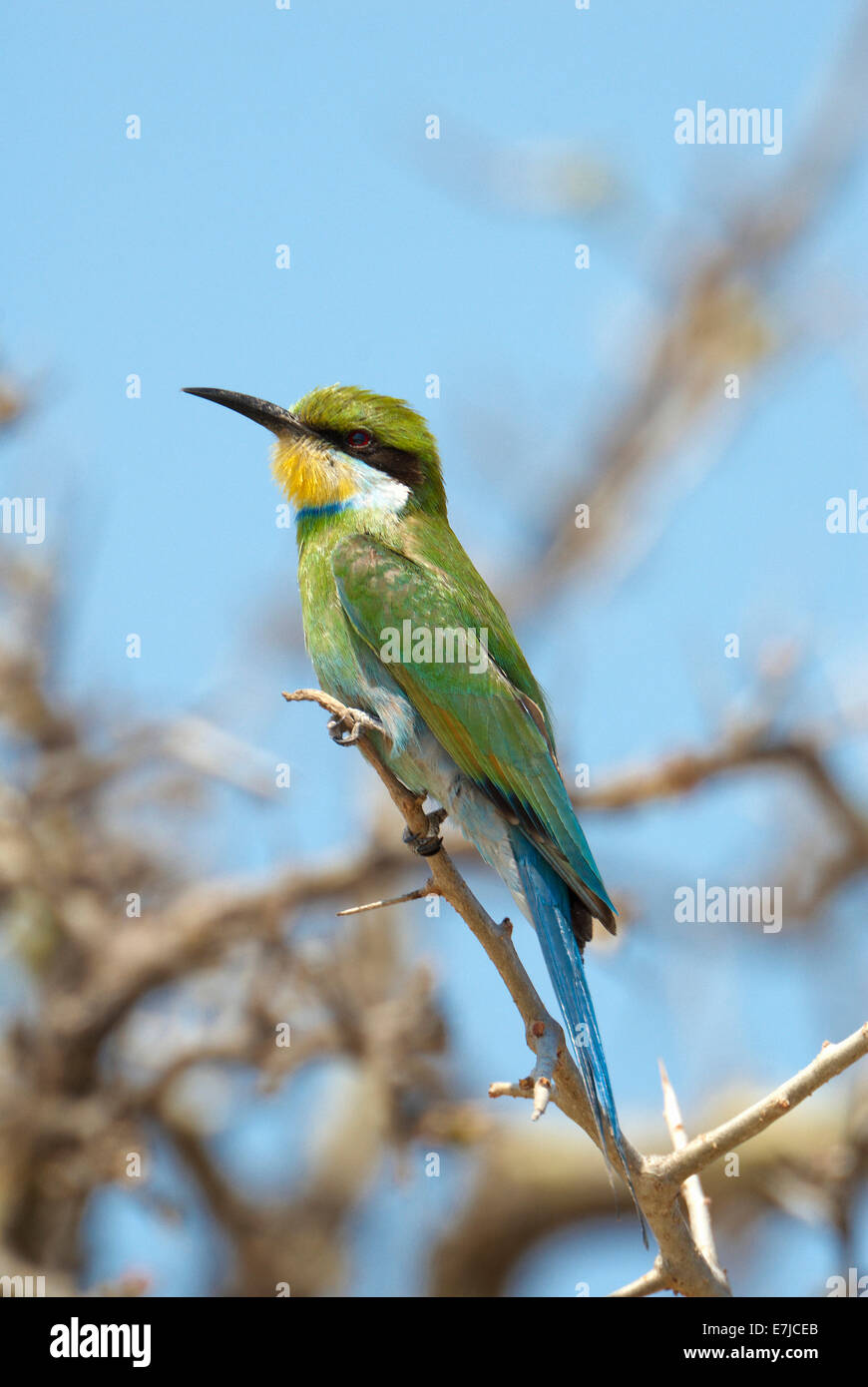 Africa, acacia, Etosha, honey eater, bird, Merops apiaster, Namibia, Stock Photo