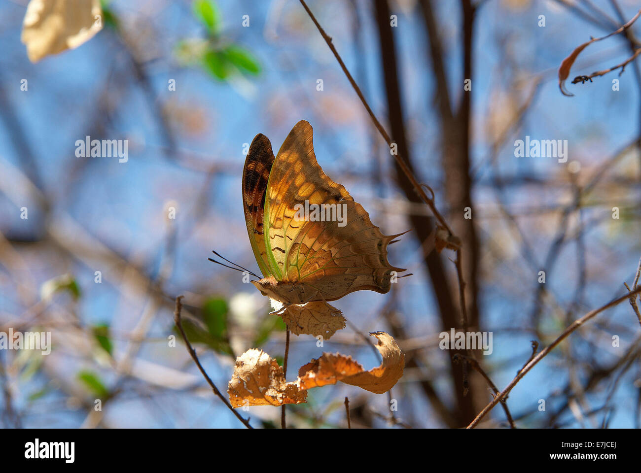 Africa, Namibia, butterfly, mountain Water, insect, Stock Photo
