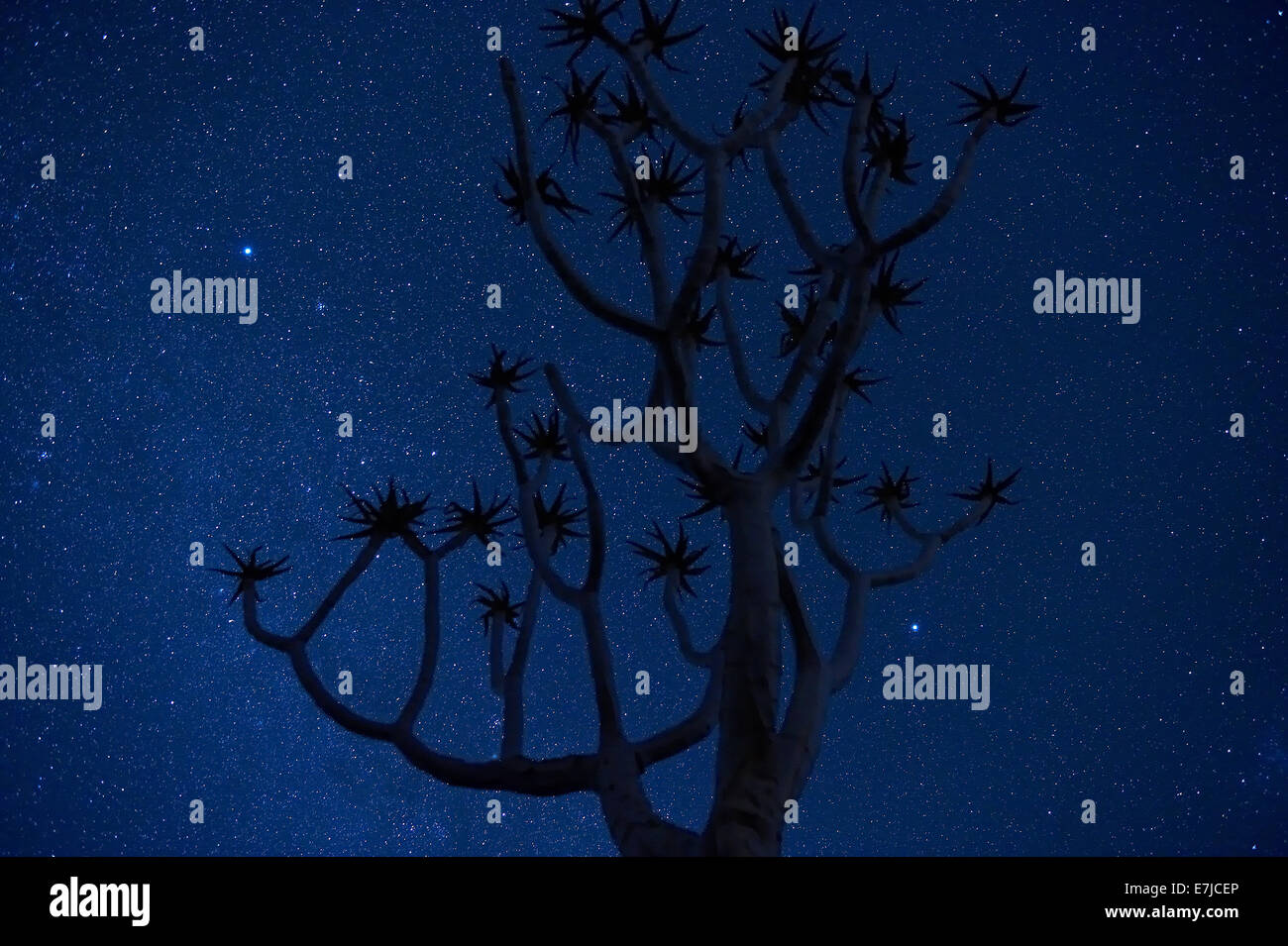 Africa, Fish River, quiver tree, night, Namibia, star sky, stars, Stock Photo
