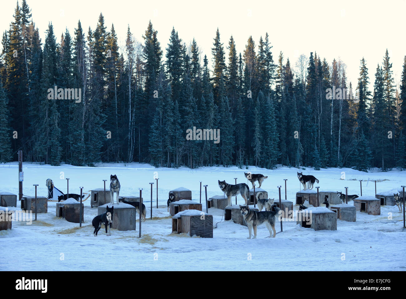 USA, United States, America, Far North, Alaska, Sled Dogs, kennel, winter, clearing, snow, dog