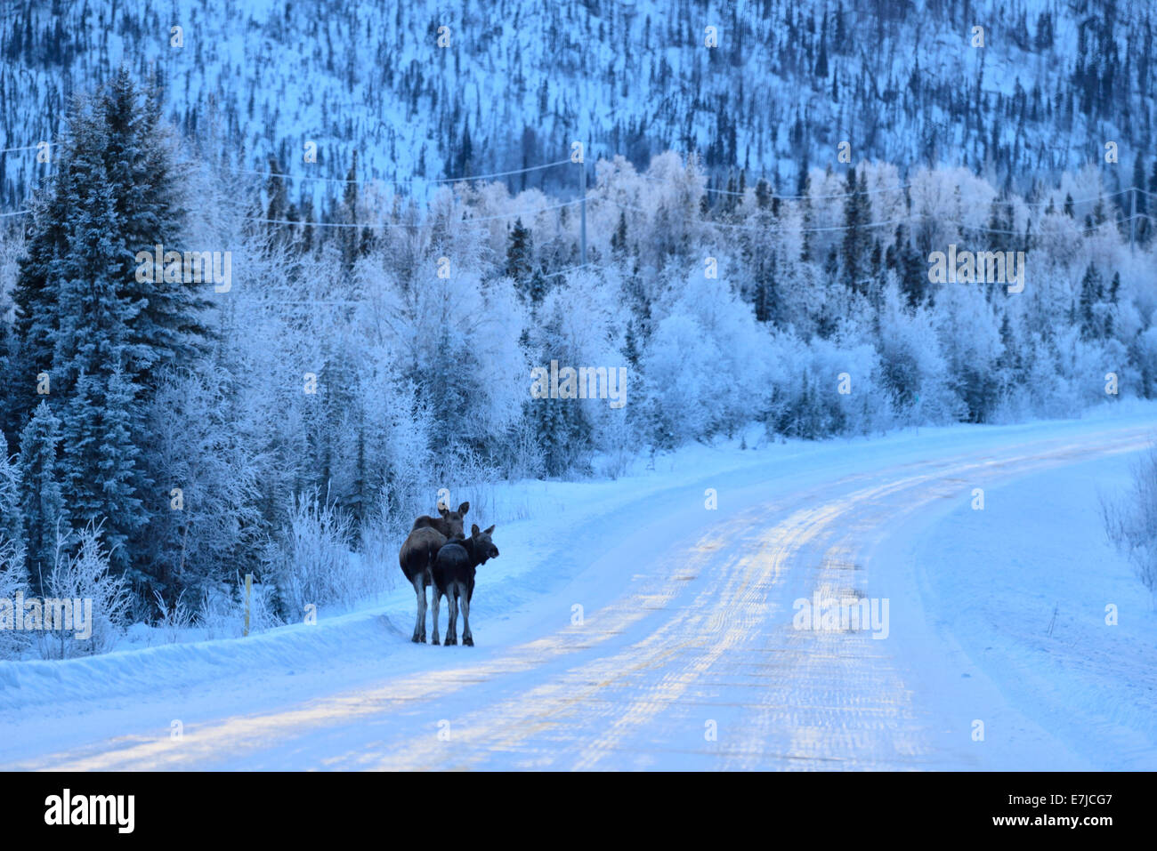 USA, United States, America, Alaska, moose, highway, frozen, winter